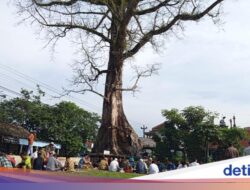 Pohon Randu Raksasa Di Borobudur Itu Batal Ditebang, Kenapa?