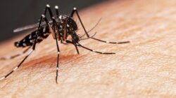 Eksperimen Nyamuk Wolbachia Ke Singapura Tekan Peristiwa Pidana DBD Hingga 70 Persen