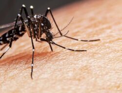 Eksperimen Nyamuk Wolbachia Ke Singapura Tekan Peristiwa Pidana DBD Hingga 70 Persen