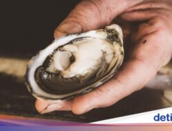Heboh! Tiram Mentah Dari Sebab Itu Penyebab Lonjakan Tindak Kejahatan Keracunan Konsumsi