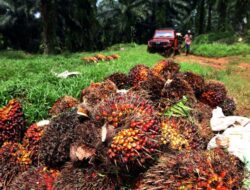 Status Sawit Ke Kawasan Hutan Perlu Pendekatan Hukum yang Berkeadilan Untuk Rakyat