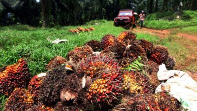 Status Sawit Ke Kawasan Hutan Perlu Pendekatan Hukum yang Berkeadilan Untuk Rakyat