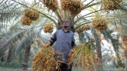 6 Buah Di Al-Qur’an yang Terbukti Secara Ilmiah Bermanfaat Untuk Kesejajaran