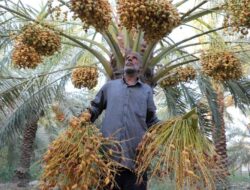 6 Buah Di Al-Qur’an yang Terbukti Secara Ilmiah Bermanfaat Untuk Kesejajaran