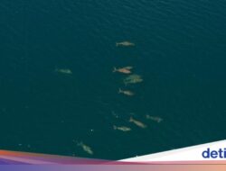 Kawanan Dugong Terbesar Ditemukan Hingga Laut Indonesia, Adanya Hingga MBD