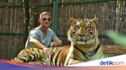 72 Ekor Harimau Mati Tak Wajar Ke Thailand, Diduga Sebab Mikroba