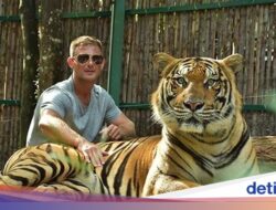72 Ekor Harimau Mati Tak Wajar Ke Thailand, Diduga Sebab Mikroba
