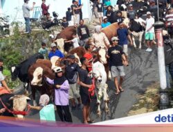 Warga Lereng Merapi Gelar Halalbihalal, Sapi Turut Serta