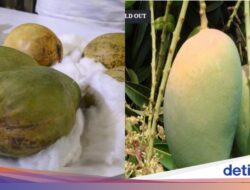Super Langka! Mangga Khas Bengal Dijual Hampir Rp 400 Ribu per Buah