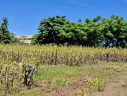 PLN EPI Garap Potensi Sorgum Untuk Biomassa