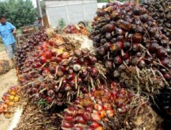 Sawit Karena Itu Tameng Energi Indonesia Di Ditengah Konflik Timur Ditengah, Ini Buktinya