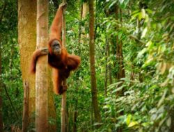 Terima Audiensi Tokyo Gas dan Hanwa, Kemenhut Tegaskan Komitmen Pengelolaan Hutan Lestari