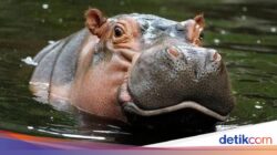 Penduduk Dunia Kuda Nil Meresahkan Pesat, Kolombia Rencanakan Suntik Mati