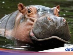 Penduduk Dunia Kuda Nil Meresahkan Pesat, Kolombia Rencanakan Suntik Mati