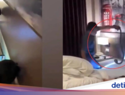 Ini Ngeri sih, Lagi Tidur Hingga Hotel Dilewati King Kobra!