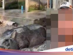 Viral Cewek Bule Pakai Bikini Mandi Lumpur Bareng Babi Ke Bali