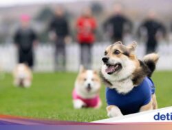 Lomba Anjing Corgi Meriah Digelar Di Musselburgh