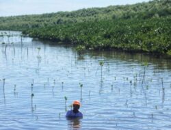 Restorasi Bakau Penting Sebagai Penyembuhan Lingkungan Pesisir