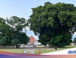 Mitos Hingga Alun-alun Kidul, Lewati Pohon Beringin Maka Keinginan Berencana Berhasil