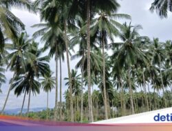 Sekilas Tentang Bumi Nyiur Melambai, Julukan Sulawesi Utara