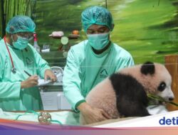 Bayi Panda Pertama Di Indonesia Tumbuh Sehat dan Makin Menggemaskan