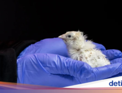 Heboh! Perusahaan AS Klaim Sukses Tetaskan Anak Ayam Bersama Telur Buatan