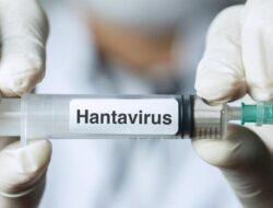 WHO Ingatkan Tanda-Tanda Awal Yang Terkait Di Hantavirus yang Mewabah Ke Kapal MV Hondius