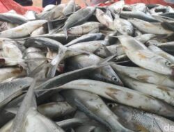 Amankah Makan Ikan Bersama Perairan DKI? Praktisi Medis Gizi Ingatkan Jangan Asal Pilih