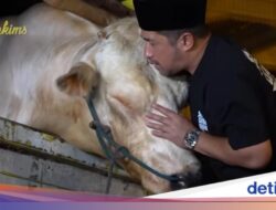 Wow! Potret Sapi Kurban Jumbo Untuk Seniman hingga Ri, Bobotnya 1,3 Ton