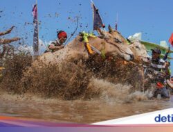 Serunya Karapan Sapi Brujul Ke Probolinggo, Joki Adu Cepat Ke Arena