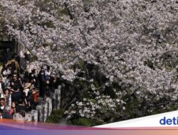 Siap-siap! Jepang Bakal Naikkan Biaya Visa-Izin Tinggal Bagi Warga Asing