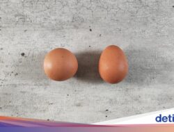 Heboh! Temuan Telur Bulat Sempurna, Kelangkaannya Disebut 1:1 Miliar