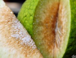 Guru Besar IPB Sebut Sukun Bisa Di Sebab Itu ‘Superfood’, Manfaatnya Nggak Kaleng-kaleng