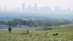 Asap Bencana Alam Ancam Keadaan Warga Calgary