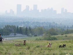 Asap Bencana Alam Ancam Keadaan Warga Calgary