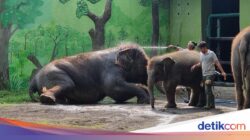 Tega! Mantan Dirut KBS Penyuapan Pakan Satwa, Rp 7,4 M Dipakai buat Kepentingan Pribadi