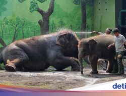 Tega! Mantan Dirut KBS Penyuapan Pakan Satwa, Rp 7,4 M Dipakai buat Kepentingan Pribadi