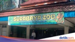 Kejahatan Keuangan Pakan Sebesar Rp 10,2 M Dibongkar, Bagaimana Nasib Satwa Ke KBS?