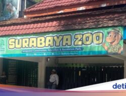 Kejahatan Keuangan Pakan Sebesar Rp 10,2 M Dibongkar, Bagaimana Nasib Satwa Ke KBS?