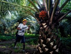 Produksi CPO RI Capai 53 Juta Ton, Hilirisasi Sawit Perlu Diprioritaskan
