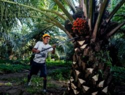 SPKS Dorong Eksperimen BPDP Hasilkan Ilmu Pengetahuan Murah Bagi Petani Sawit