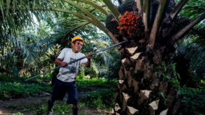 SPKS Dorong Eksperimen BPDP Hasilkan Ilmu Pengetahuan Murah Bagi Petani Sawit