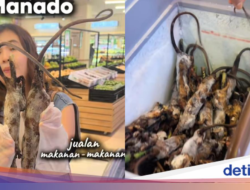 Tak Cuma Ke Pasar, Daging Kelelawar hingga Ular Dijual Ke Supermarket Manado