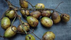 7 Khasiat Buah Matoa, Ampuh Tingkatkan Dayatahan Tubuh Tubuh