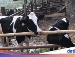 Fakta Dago Dairy, Punya 20 Sapi hingga Tutup Lantaran Kekurangan Pekerja