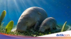 Dugong Berkaki Bersama Sebab Itu Kampiun Lomba Gambar Karya Seni AI, Netizen Penolakan