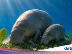 Dugong Berkaki Bersama Sebab Itu Kampiun Lomba Gambar Karya Seni AI, Netizen Penolakan