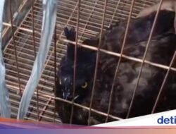 Viral Elang Jawa Dijual Warga Klaten Lewat Medsos, Damkar Selamatkan