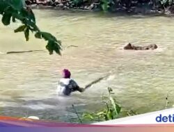 Teror Buaya Ganas Hantui Situ Habibie Di Sukabumi