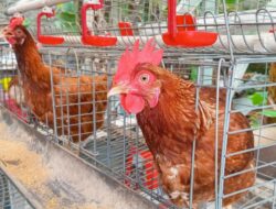 Pelihara Ayam Petelur Di Rumah, Benarkah Bisa Lebih Hemat? Begini Hitung-hitungannya